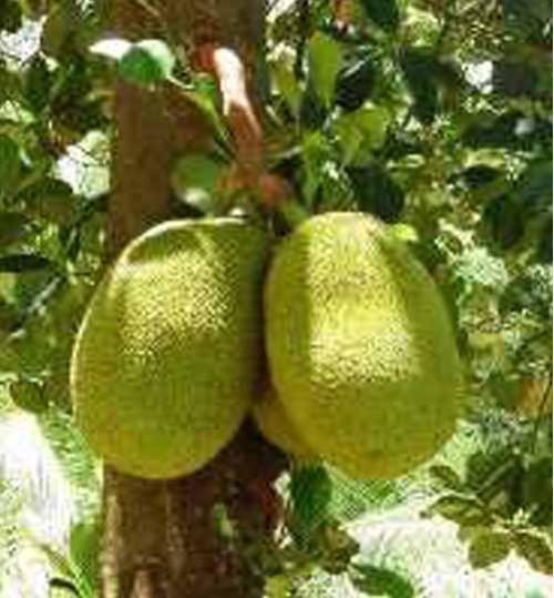 Jack Fruit Trees   কাঁঠাল গাছ